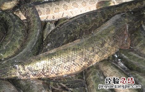 黑鱼养殖的要点 黑鱼养殖的要点是什么