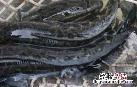 黑鱼养殖的要点 黑鱼养殖的要点是什么