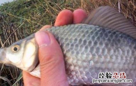 鲫鱼有哪些品种 观赏鲫鱼有哪些品种