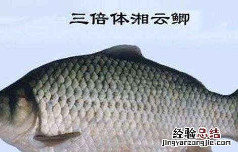 鲫鱼有哪些品种 观赏鲫鱼有哪些品种