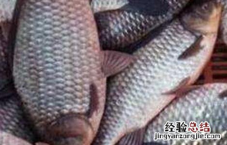 鲫鱼有哪些品种 观赏鲫鱼有哪些品种