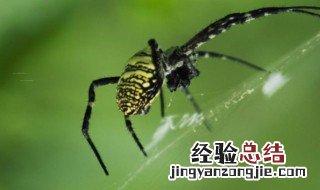 蛛的组词 蛛的组词2个字