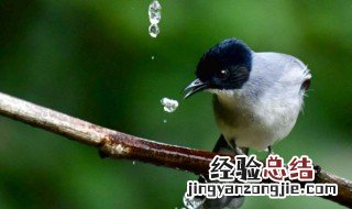 逐组词 啄组词