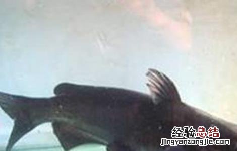 鮰鱼养殖的注意事项 鳑鲏鱼养殖注意什么