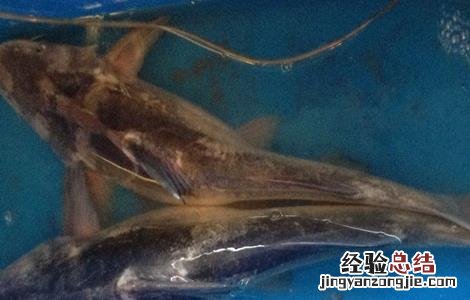 鮰鱼养殖的注意事项 鳑鲏鱼养殖注意什么