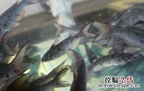 鮰鱼养殖的注意事项 鳑鲏鱼养殖注意什么