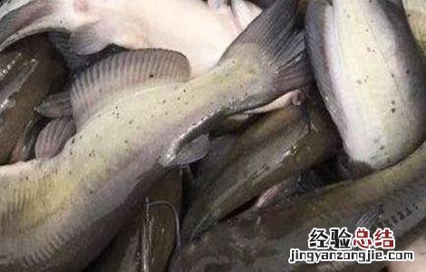 鮰鱼养殖的注意事项 鳑鲏鱼养殖注意什么