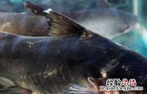 鮰鱼养殖的注意事项 鳑鲏鱼养殖注意什么