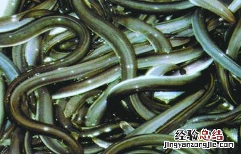 鳗鱼养殖的注意事项 养鳗鱼需要注意哪些问题