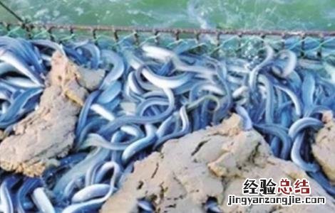 鳗鱼养殖的注意事项 养鳗鱼需要注意哪些问题