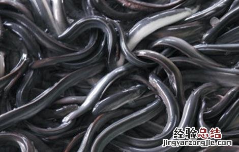 鳗鱼养殖的注意事项 养鳗鱼需要注意哪些问题