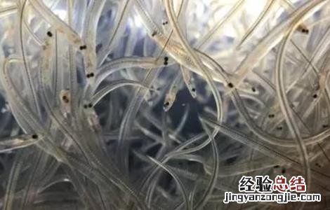 鳗鱼养殖的注意事项 养鳗鱼需要注意哪些问题