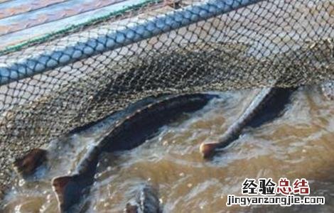 魟鱼养殖方法 鳇鱼的养殖技术