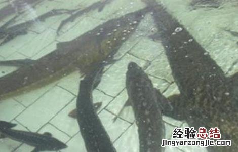 魟鱼养殖方法 鳇鱼的养殖技术