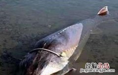 魟鱼养殖方法 鳇鱼的养殖技术