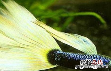 孔雀鱼怎么养爆缸 孔雀鱼怎么养