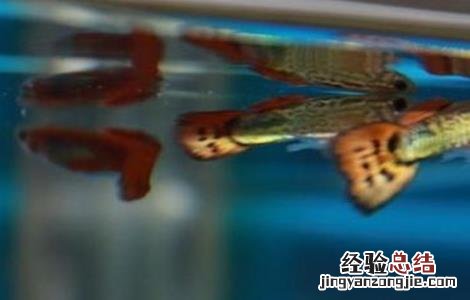 孔雀鱼怎么养爆缸 孔雀鱼怎么养