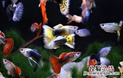 孔雀鱼怎么养爆缸 孔雀鱼怎么养