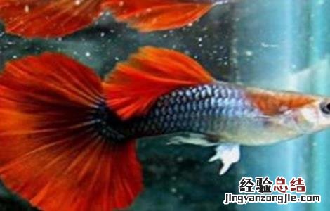 孔雀鱼怎么养爆缸 孔雀鱼怎么养