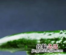 黄瓜的功效与作用 黄瓜的功效与作用与主治
