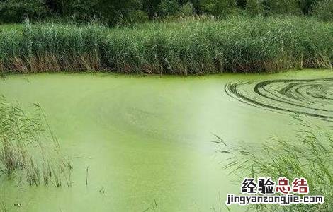 死水鱼塘如何养鱼 死水鱼塘养鱼技术
