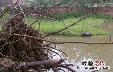 死水鱼塘如何养鱼 死水鱼塘养鱼技术