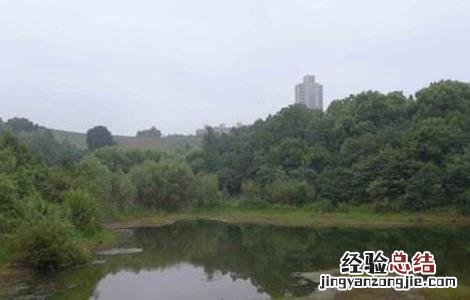 死水鱼塘如何养鱼 死水鱼塘养鱼技术