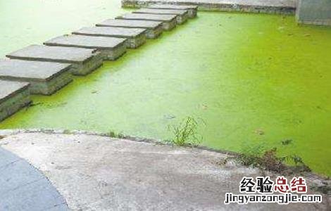 死水鱼塘如何养鱼 死水鱼塘养鱼技术