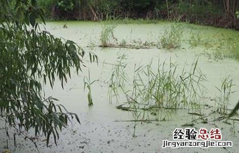 死水鱼塘如何养鱼 死水鱼塘养鱼技术