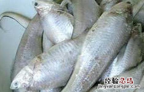 凤尾鱼的养殖方法和注意事项有哪些大连北到朗乡几点 凤尾鱼的养殖方法