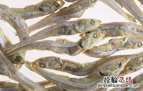 凤尾鱼的养殖方法和注意事项有哪些大连北到朗乡几点 凤尾鱼的养殖方法