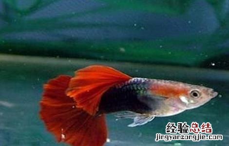 凤尾鱼的养殖方法和注意事项有哪些大连北到朗乡几点 凤尾鱼的养殖方法