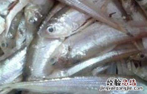凤尾鱼的养殖方法和注意事项有哪些大连北到朗乡几点 凤尾鱼的养殖方法
