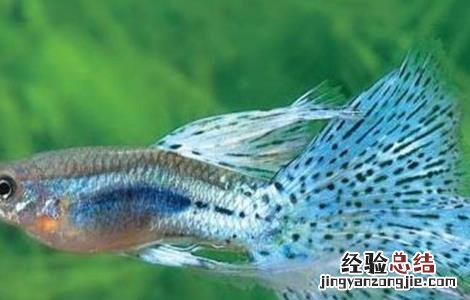 凤尾鱼的养殖方法和注意事项有哪些大连北到朗乡几点 凤尾鱼的养殖方法