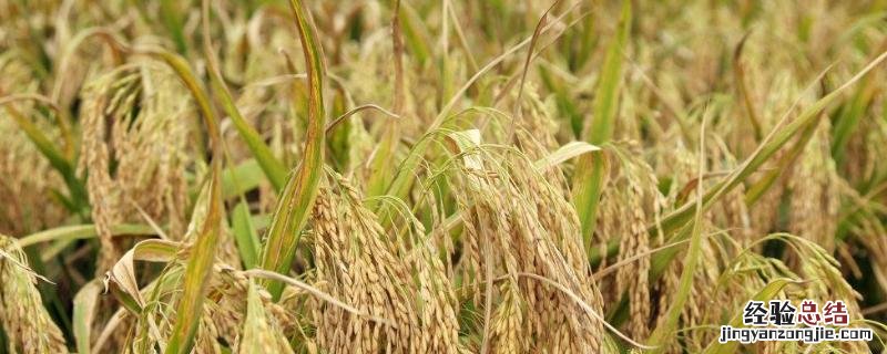 超级稻主要指什么，和普通稻谷有什么区别