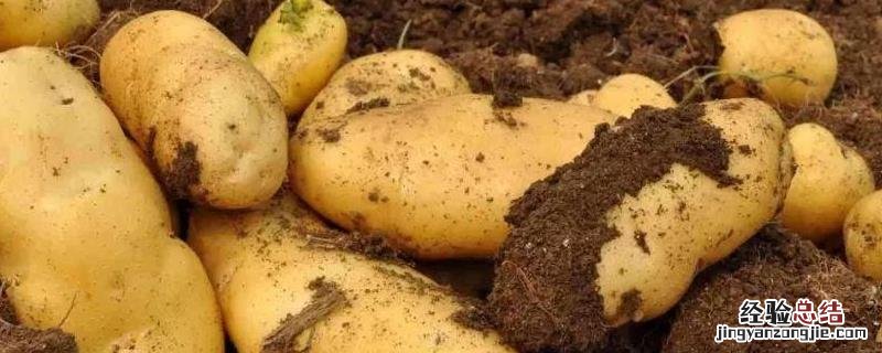 土豆高产高效种植技术，土豆种植时间和生长期