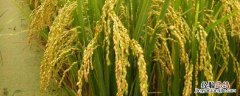粳稻和籼稻的区别，粳稻主要产自我国哪些地区