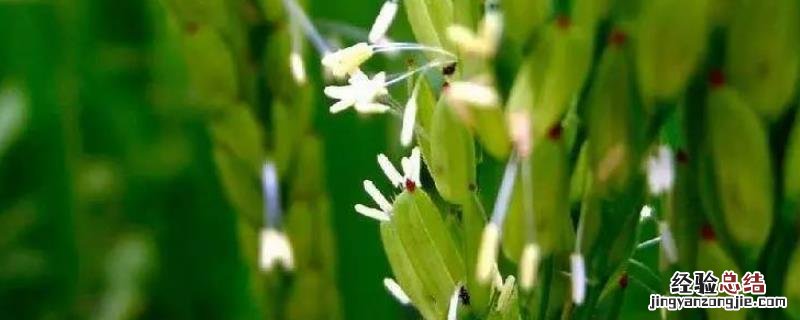 水稻禾谷类作物开花时,稃壳是如何实现开合的，手工快速水稻脱壳方法
