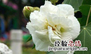 芙蓉花的知识 芙蓉花小知识