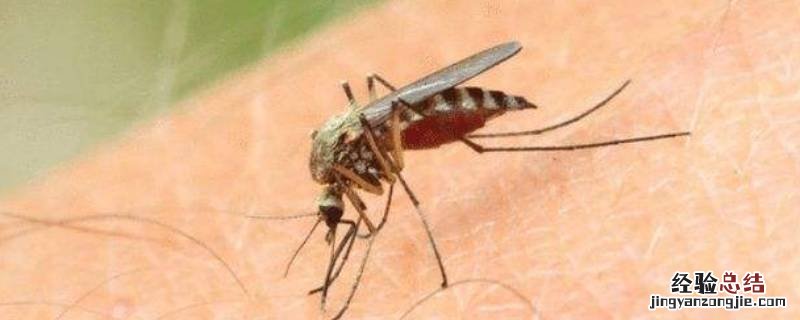 用什么灭蚊子 如何消灭蚊子的方法