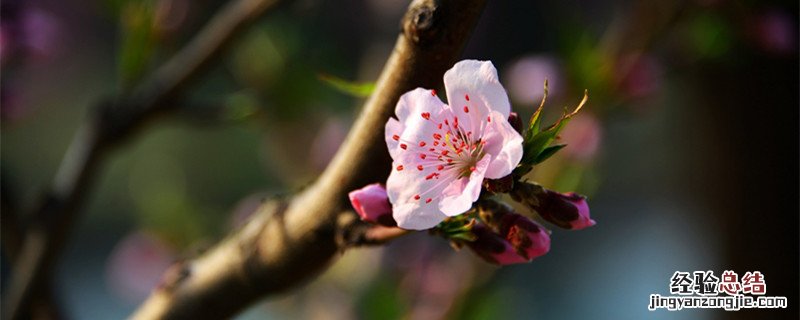 一树梨花压海棠是苏轼的诗吗 一树梨花压海棠是苏轼写给谁的诗