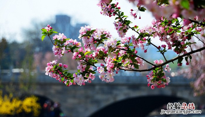 一树梨花压海棠是苏轼的诗吗 一树梨花压海棠是苏轼写给谁的诗