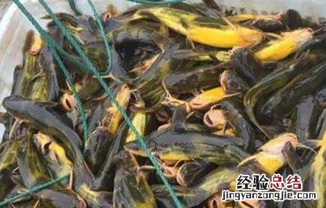 黄颡鱼养殖的要点是什么 黄颡鱼养殖的要点
