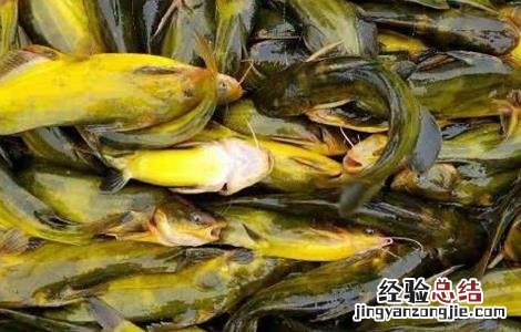 黄颡鱼养殖的要点是什么 黄颡鱼养殖的要点