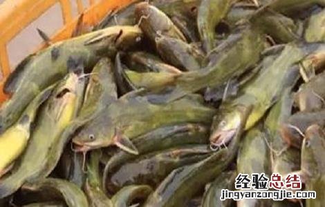 黄颡鱼养殖的要点是什么 黄颡鱼养殖的要点