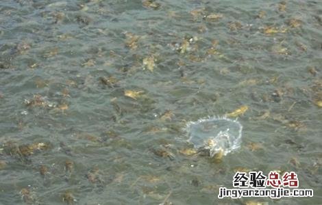 黄颡鱼养殖的要点是什么 黄颡鱼养殖的要点