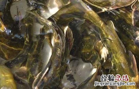 黄颡鱼养殖的要点是什么 黄颡鱼养殖的要点