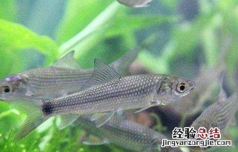 鲮鱼养殖技术与利润 鲮鱼的养殖技术