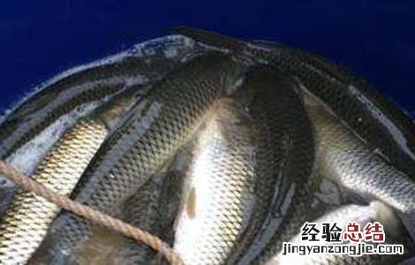 鲮鱼养殖技术与利润 鲮鱼的养殖技术