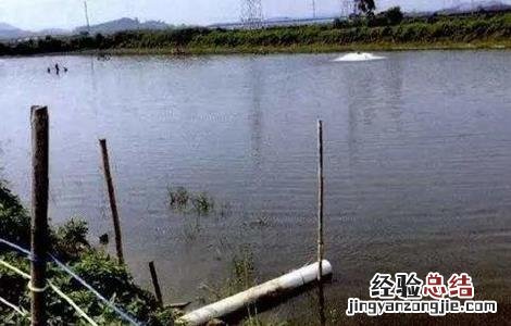 鲮鱼养殖技术与利润 鲮鱼的养殖技术